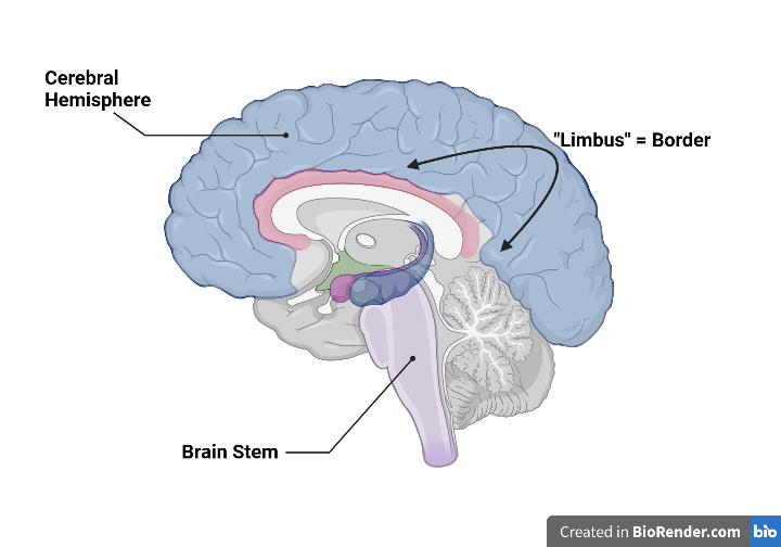 LimbicSystem