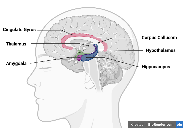 Limbic System